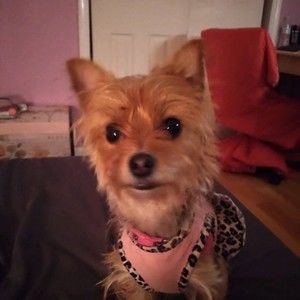 Meet your Posher, Zoe wowee